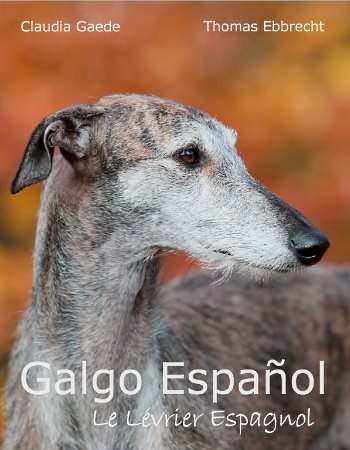 Galgo Español - Le Lévrier Espagnol